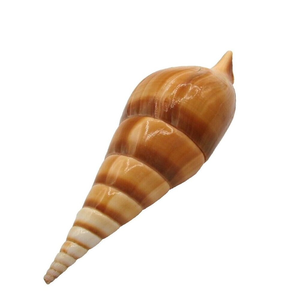 Spiral Turrid Natural Seashell 4" Nautical Sea Beach Tibia Curta Shell Fishtank